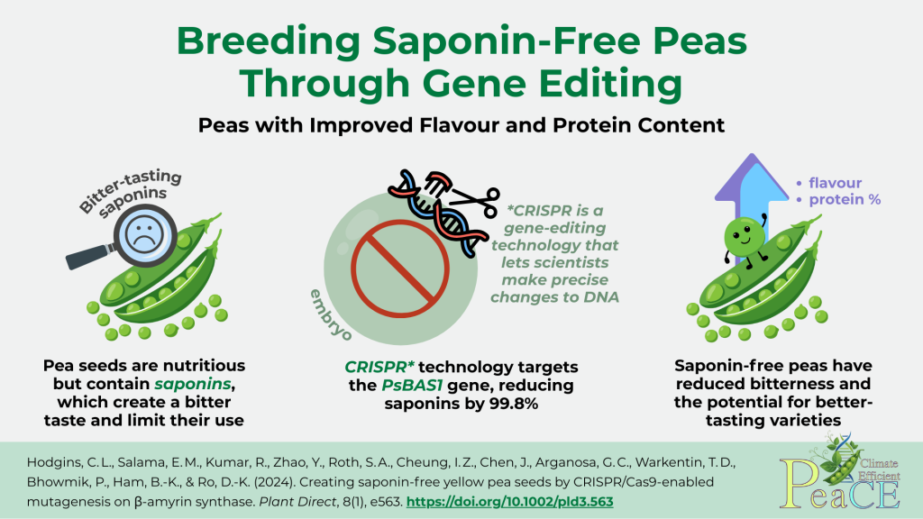 visual abstract of a saponin-free peas research